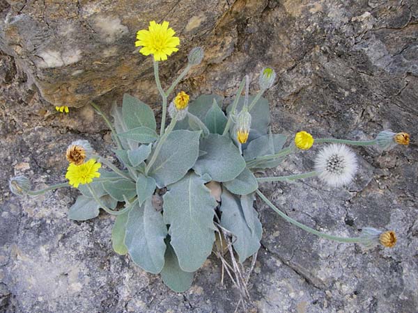 Hieracium tomentosum \ Filziges Habichtskraut / Wooly Hawkweed, F Grand Canyon du Verdon 23.6.2008