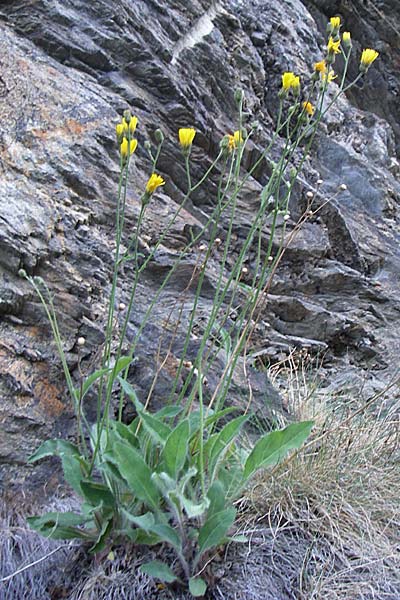Hieracium spec3 ? \ Habichtskraut / Hawkweed, F Pyren&auml;en/Pyrenees, Err 26.6.2008