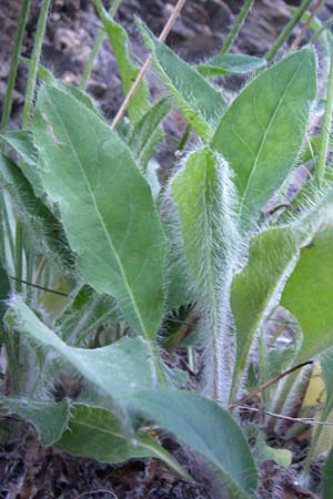 Hieracium spec3 ? \ Habichtskraut / Hawkweed, F Pyren&auml;en/Pyrenees, Err 26.6.2008