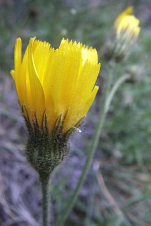 Hieracium spec3 ? \ Habichtskraut / Hawkweed, F Pyren&auml;en/Pyrenees, Err 26.6.2008