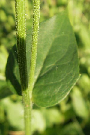 Hieracium sabaudum subsp. vagum \ Unbest&auml;ndiges Savoyer Habichtskraut / Glabrous-Headed Hawkweed, F Auvergne Donjon 27.8.2011