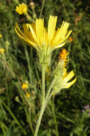 Hieracium sabaudum subsp. vagum \ Unbest&auml;ndiges Savoyer Habichtskraut / Glabrous-Headed Hawkweed, F Auvergne Donjon 27.8.2011