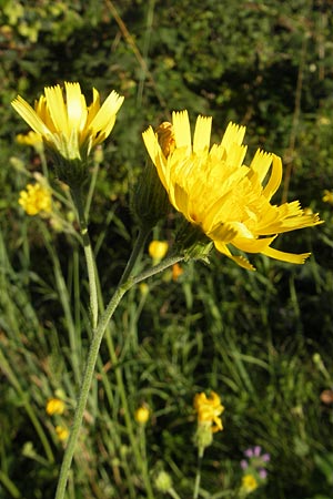 Hieracium sabaudum subsp. vagum \ Unbest&auml;ndiges Savoyer Habichtskraut / Glabrous-Headed Hawkweed, F Auvergne Donjon 27.8.2011