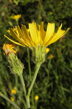 Hieracium sabaudum subsp. vagum \ Unbest&auml;ndiges Savoyer Habichtskraut / Glabrous-Headed Hawkweed, F Auvergne Donjon 27.8.2011