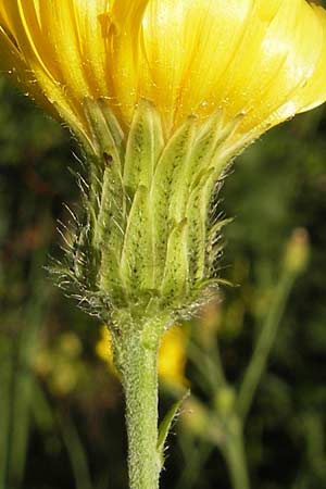 Hieracium sabaudum subsp. vagum \ Unbest&auml;ndiges Savoyer Habichtskraut / Glabrous-Headed Hawkweed, F Auvergne Donjon 27.8.2011
