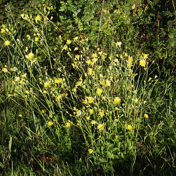 Hieracium sabaudum subsp. vagum \ Unbest&auml;ndiges Savoyer Habichtskraut / Glabrous-Headed Hawkweed, F Auvergne Donjon 27.8.2011