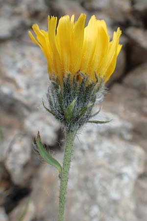 Hieracium villosum \ Zottiges Habichtskraut / Shaggy Hawkweed, F Col de la Bonette 8.7.2016