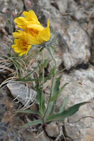 Hieracium villosum \ Zottiges Habichtskraut / Shaggy Hawkweed, F Col de la Bonette 8.7.2016