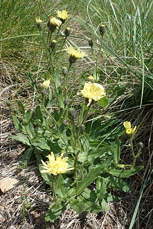 Hieracium lantoscanum \ Lantosque-Habichtskraut / Lantosque Hawkweed, F Pyren&auml;en/Pyrenees, Mont Llaret 31.7.2018