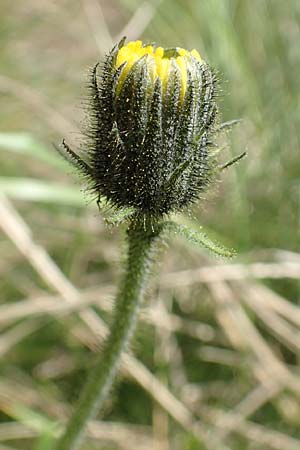 Hieracium lantoscanum \ Lantosque-Habichtskraut / Lantosque Hawkweed, F Pyren&auml;en/Pyrenees, Mont Llaret 31.7.2018