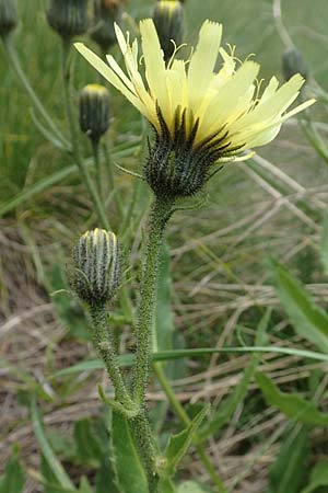 Hieracium lantoscanum \ Lantosque-Habichtskraut / Lantosque Hawkweed, F Pyren&auml;en/Pyrenees, Mont Llaret 31.7.2018