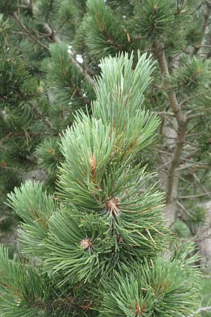 Pinus uncinata \ Haken-Kiefer, Spirke / Dwarf Mountain Pine, F Pyrenäen/Pyrenees, Mont Llaret 31.7.2018