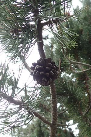 Pinus uncinata \ Haken-Kiefer, Spirke / Dwarf Mountain Pine, F Pyrenäen/Pyrenees, Mont Llaret 31.7.2018