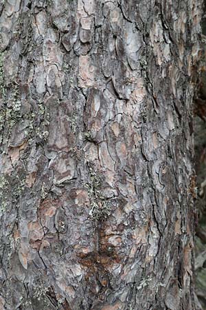 Pinus uncinata \ Haken-Kiefer, Spirke / Dwarf Mountain Pine, F Pyrenäen/Pyrenees, Mont Llaret 31.7.2018