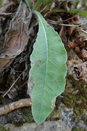 Hieracium lawsonii \ Lawsons Habichtskraut / Lawson's Hawkweed, F Pyren&auml;en/Pyrenees, La Trinite 26.7.2018