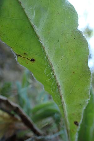 Hieracium lawsonii \ Lawsons Habichtskraut / Lawson's Hawkweed, F Pyren&auml;en/Pyrenees, La Trinite 26.7.2018