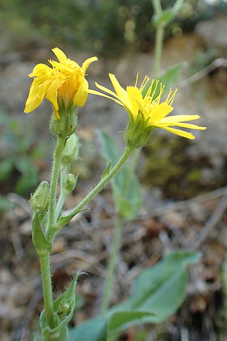 Hieracium lawsonii \ Lawsons Habichtskraut / Lawson's Hawkweed, F Pyren&auml;en/Pyrenees, La Trinite 26.7.2018