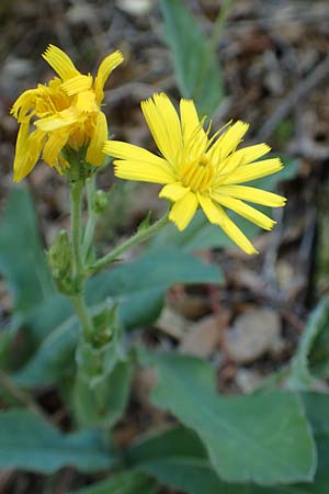 Hieracium lawsonii \ Lawsons Habichtskraut / Lawson's Hawkweed, F Pyren&auml;en/Pyrenees, La Trinite 26.7.2018