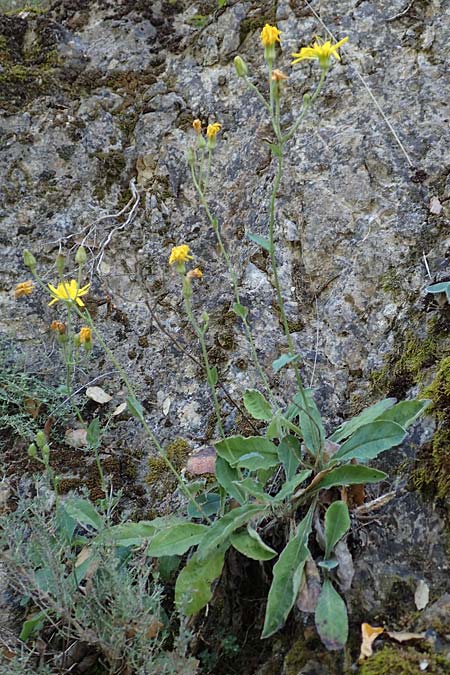 Hieracium lawsonii \ Lawsons Habichtskraut / Lawson's Hawkweed, F Pyren&auml;en/Pyrenees, La Trinite 26.7.2018