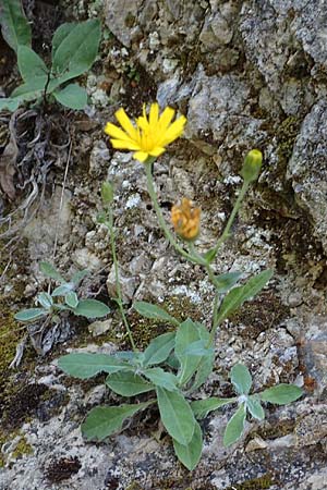 Hieracium lawsonii \ Lawsons Habichtskraut / Lawson's Hawkweed, F Pyren&auml;en/Pyrenees, La Trinite 26.7.2018