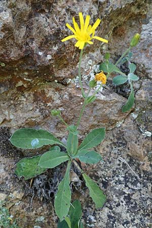 Hieracium lawsonii \ Lawsons Habichtskraut / Lawson's Hawkweed, F Pyren&auml;en/Pyrenees, La Trinite 26.7.2018