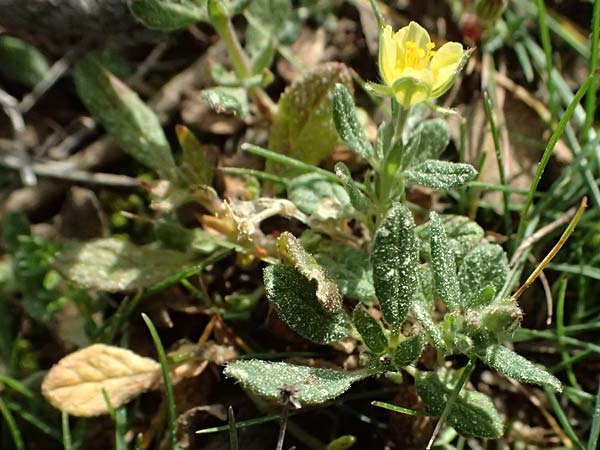 Helianthemum salicifolium \ Weidenbl&auml;ttriges Sonnenr�schen / Willowleaf Rock-Rose, F Martigues 17.3.2024