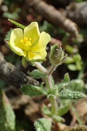 Helianthemum salicifolium \ Weidenbl&auml;ttriges Sonnenr�schen / Willowleaf Rock-Rose, F Martigues 17.3.2024