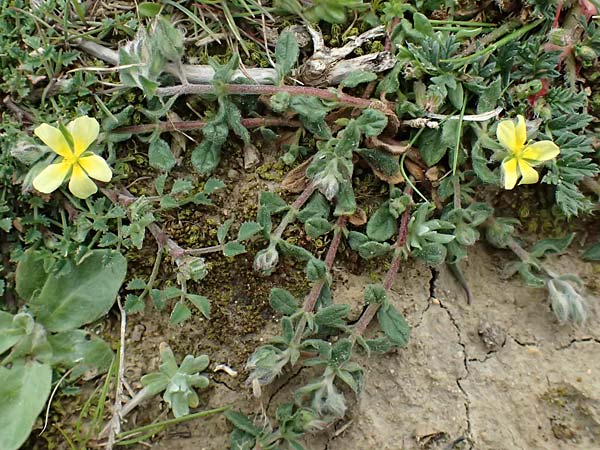 Helianthemum salicifolium \ Weidenbl&auml;ttriges Sonnenr�schen / Willowleaf Rock-Rose, F St.  Martin-de-Crau 17.3.2024