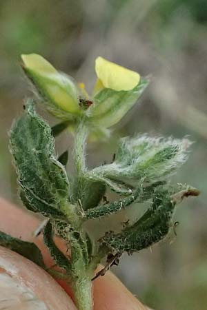 Helianthemum salicifolium \ Weidenbl&auml;ttriges Sonnenr�schen / Willowleaf Rock-Rose, F St.  Martin-de-Crau 17.3.2024