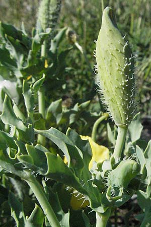 Glaucium flavum \ Gelber Hornmohn / Yellow Horned Poppy, F Digne 12.5.2007