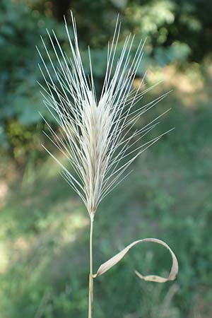Hordeum murinum \ Muse-Gerste / Wall Barley, F Pyrenäen/Pyrenees, Ansignan 23.7.2018