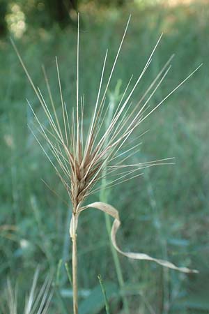 Hordeum murinum \ Muse-Gerste / Wall Barley, F Pyrenäen/Pyrenees, Ansignan 23.7.2018