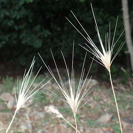 Hordeum murinum \ Muse-Gerste / Wall Barley, F Pyrenäen/Pyrenees, Saint-Martin du Canigou 25.7.2018