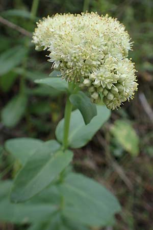 Hylotelephium maximum ? \ Groe Waldfetthenne / Witch's Moneybags, Livelong, F Pyrenäen/Pyrenees, Segre - Schlucht / Gorge 2.8.2018