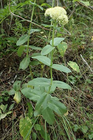 Hylotelephium maximum ? \ Groe Waldfetthenne / Witch's Moneybags, Livelong, F Pyrenäen/Pyrenees, Segre - Schlucht / Gorge 2.8.2018