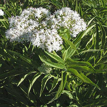 Sambucus ebulus \ Zwerg-Holunder, Attich / Dwarf Elder, F S. Gilles 7.6.2006