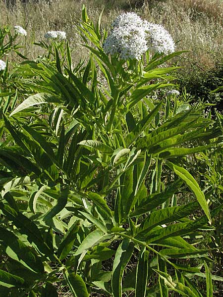 Sambucus ebulus \ Zwerg-Holunder, Attich / Dwarf Elder, F S. Gilles 7.6.2006