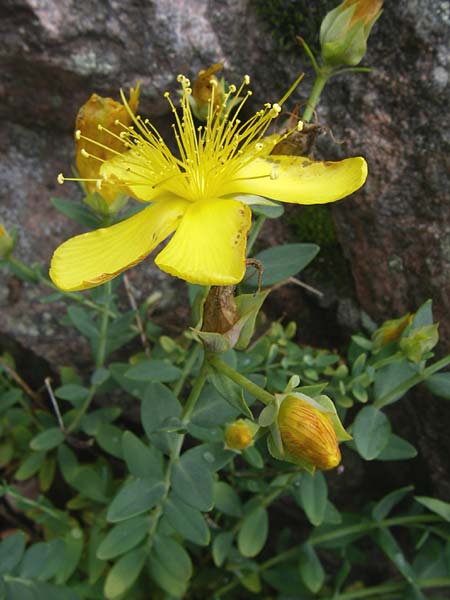 Hypericum olympicum \ Zwerg-Johanniskraut / Mount Olymp St. John's-Wort, F Vogesen/Vosges, Botan. Gar.  Haut Chitelet 5.8.2008