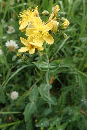 Hypericum richeri subsp. richeri \ Richers Johanniskraut / Richer's St. John's-Wort, F Col de la Bonette 8.7.2016