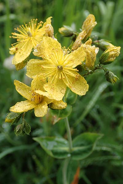 Hypericum richeri subsp. richeri \ Richers Johanniskraut / Richer's St. John's-Wort, F Col de la Bonette 8.7.2016