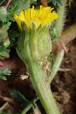Hedypnois rhagadioloides \ Rhrchenkraut / Cretan Weed, F St. Martin-de-Crau 17.3.2024