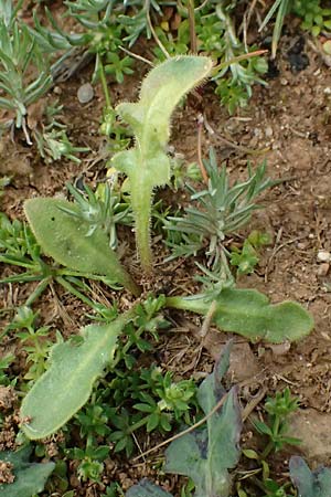 Hedypnois rhagadioloides \ Rhrchenkraut / Cretan Weed, F St. Martin-de-Crau 17.3.2024