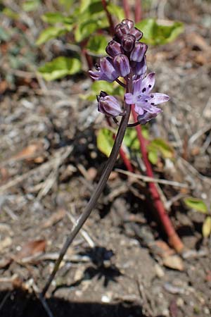 Scilla autumnalis \ Herbst-Blaustern / Autumn Squill, F Elsass/Alsace, Westhalten 24.9.2021