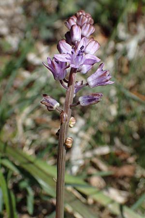 Scilla autumnalis \ Herbst-Blaustern / Autumn Squill, F Elsass/Alsace, Westhalten 24.9.2021