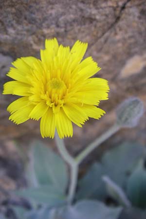 Hieracium tomentosum \ Filziges Habichtskraut / Wooly Hawkweed, F Grand Canyon du Verdon 23.6.2008