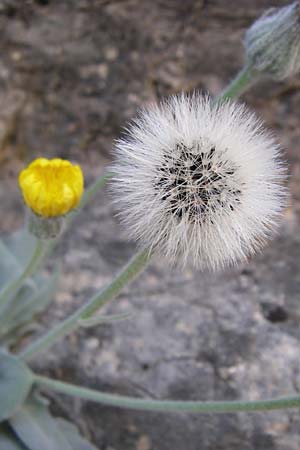 Hieracium tomentosum \ Filziges Habichtskraut / Wooly Hawkweed, F Grand Canyon du Verdon 23.6.2008