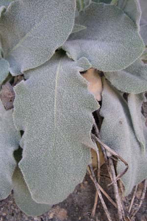 Hieracium tomentosum \ Filziges Habichtskraut / Wooly Hawkweed, F Grand Canyon du Verdon 23.6.2008