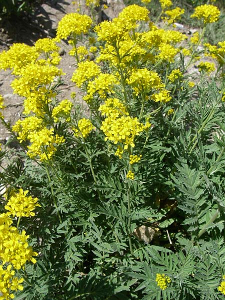 Descurainia tanacetifolia \ Rainfarn-Rauke / Tansy-Leaved Mustard, F Col de Lautaret Botan. Gar.  28.6.2008