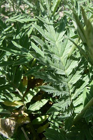 Descurainia tanacetifolia \ Rainfarn-Rauke / Tansy-Leaved Mustard, F Col de Lautaret Botan. Gar.  28.6.2008