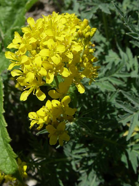 Descurainia tanacetifolia \ Rainfarn-Rauke / Tansy-Leaved Mustard, F Col de Lautaret Botan. Gar.  28.6.2008